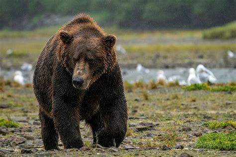 Brown Bear, Moose, Wolf, Caribou & Dall Sheep - officialsugarbeck