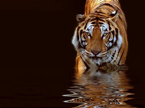 🔥 [50+] Beautiful Nature and Animal Wallpapers | WallpaperSafari