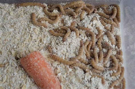 Making Your Own Mealworm Farm 101 - The Happy Chicken Coop