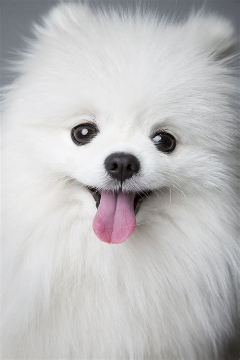 White Pomeranian Large - Pets Lovers