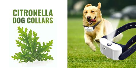 Citronella Bark Collar For Toy Breeds | Wow Blog