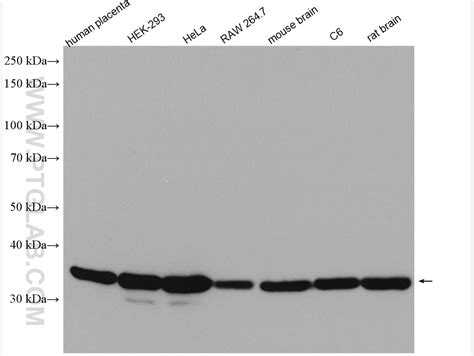 GAPDH antibody (10494-1-AP) | Proteintech