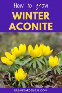 How to Grow Winter Aconite Flowers - Urban Garden Gal