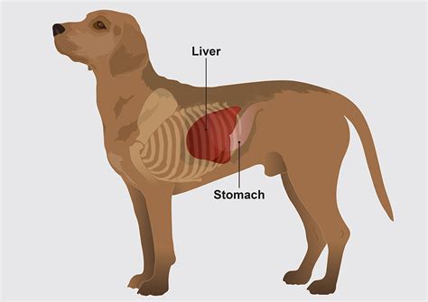 Liver disease in dogs - PDSA