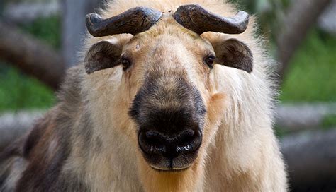 Takin: Resilient Himalayan Ungulate with Unique Adaptations