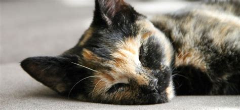 What could be causing an irritation in my cat’s eye? - Healthcare for Pets