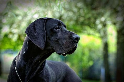 25 Great Dane mixes you'll love (with pictures!) - DogsPlanet.com