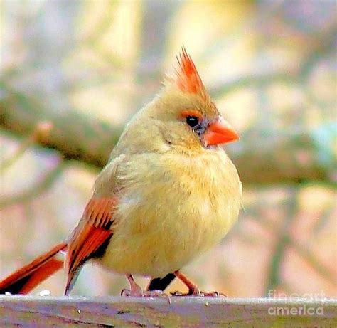 Baby Female Cardinal Photograph by Janette Boyd - Pixels