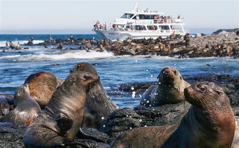 Book Phillip Island Seal Watching Cruise [2022] | Headout