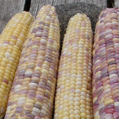 Organic Festivity Sweet Corn - Fruition Seeds