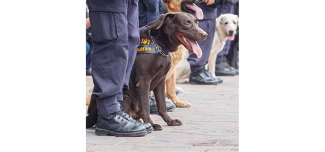 The NSW Laws Relating to Drug Detection Dogs | NSW Courts