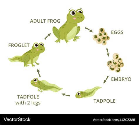 Tadpole To Frog Process