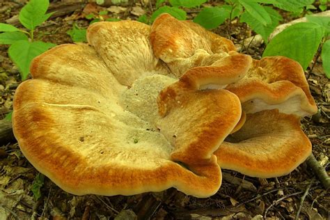 Bondarzewia berkeleyi (Berkley's Polypore) ~ edible | Stuffed mushrooms, Edible mushrooms ...