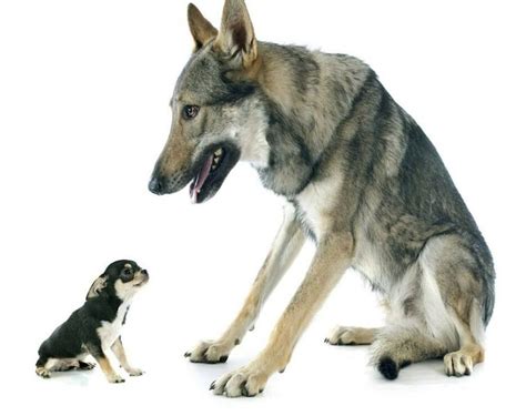 Wolf VS Dog - 21 Surprising Differences - The Goody Pet