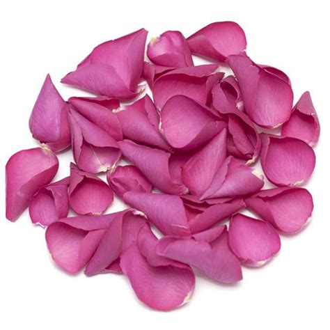 Hot Pink Rose Petals