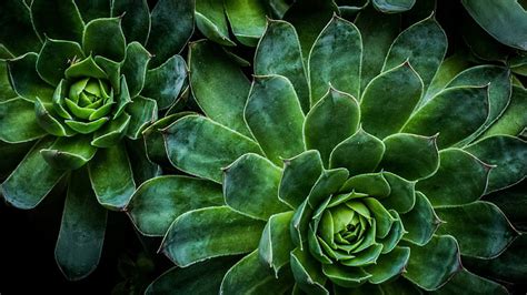 Free Succulent Desktop Wallpaper Wallpapers available in hd and 4k quality