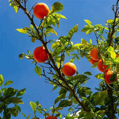 Absolutely, You May Grow Citrus Trees Indoors