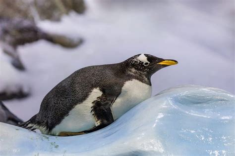 Can Penguins Fly? And Why Yes or No? – Wild Life FAQ