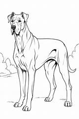 Great Dane Coloring Pages  ColoringDraftcom sketch template