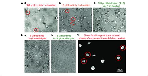 | Shear induced artifacts during glutaraldehyde fixation. (A ...