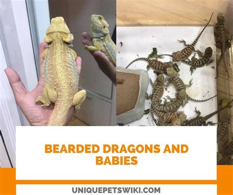 Bearded dragon breeding: Breed Bearded Dragons in 16 Steps