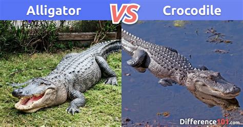 alligator to crocodile