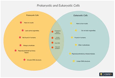 Comparing Prokaryotic and Eukaryotic Cells. Prokaryotes are single-celled organisms of the ...