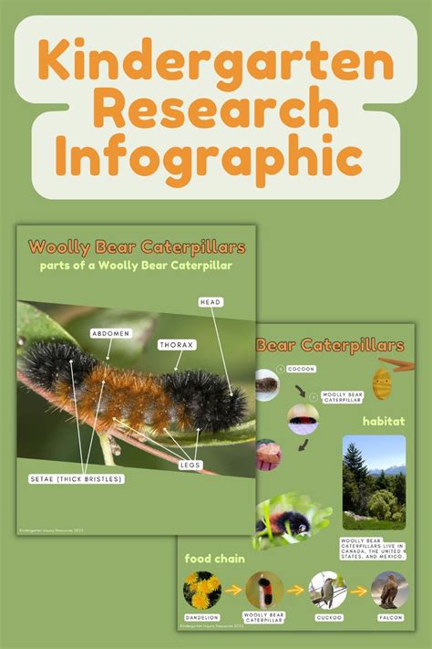 Woolly Bear Caterpillars: Life Cycle & more | Early Reader Infographic | Wooly bear caterpillar ...