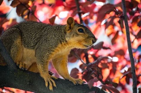 Squirrel Spiritual Meaning ( White and Albino) - Is it Good Luck?