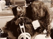 Cat Head GIF - Cat Head Man - Discover & Share GIFs