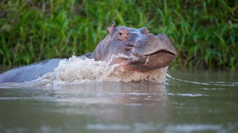 Hippo descended from Pablo Escobar's herd dies after being hit by a car ...