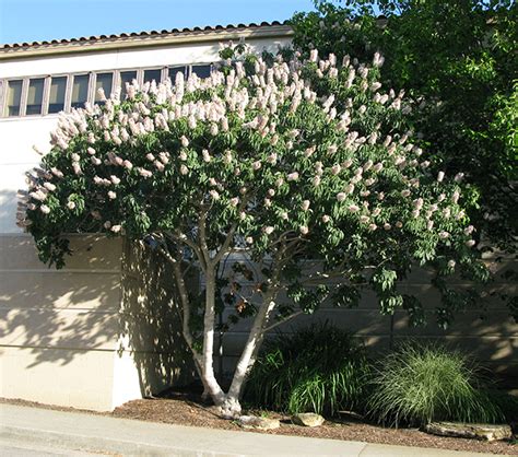 California buckeye - Sacramento Tree Foundation