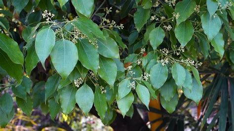 A close up shot of camphor laurel seeds and leaves with pollens. Cinnamomum camphora is a ...