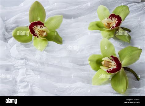 Green orchid- isolated - white background Stock Photo - Alamy