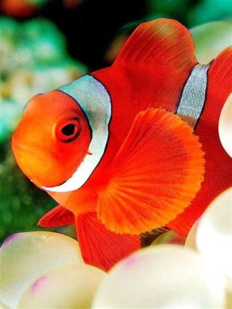 10 Incredible Clownfish Facts - AZ Animals