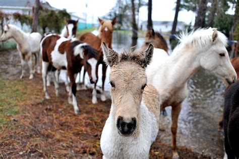 Chincoteague ponies thought to be safe, though island took a beating in hurricane - The ...