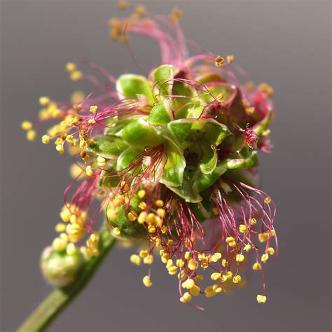 A flower stand of the Small Burnet. | This plant Sanguisorba… | Flickr