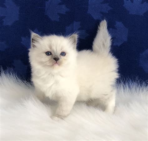 ragdoll kittens for sale las vegas - Jodie Forbes