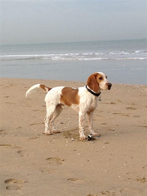 Beagle Cocker Spaniel Mix Welpen | Dog Breed Information