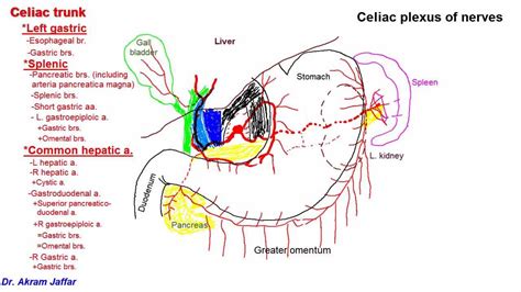 Anatomy of celiac trunk | Doovi