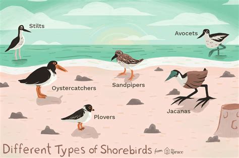 Learn shorebirds and other beach birds, including how each is different ...