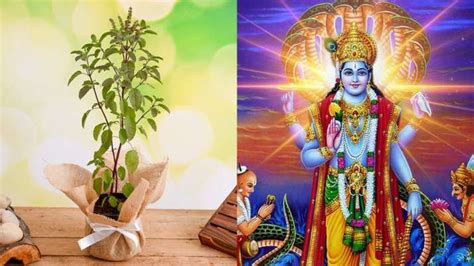 Tulsi Vivah 2019: Know date, timings, katha & puja vidhi | Books News – India TV