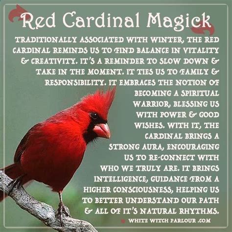 What Does It Mean When You See A Cardinal: Omens & Myths