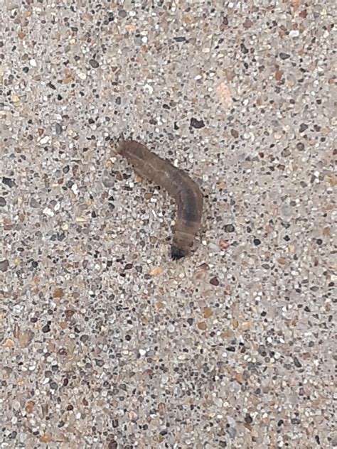 Small Worm-Like Creatures Found On Driveway [Missouri] : r/whatsthisbug