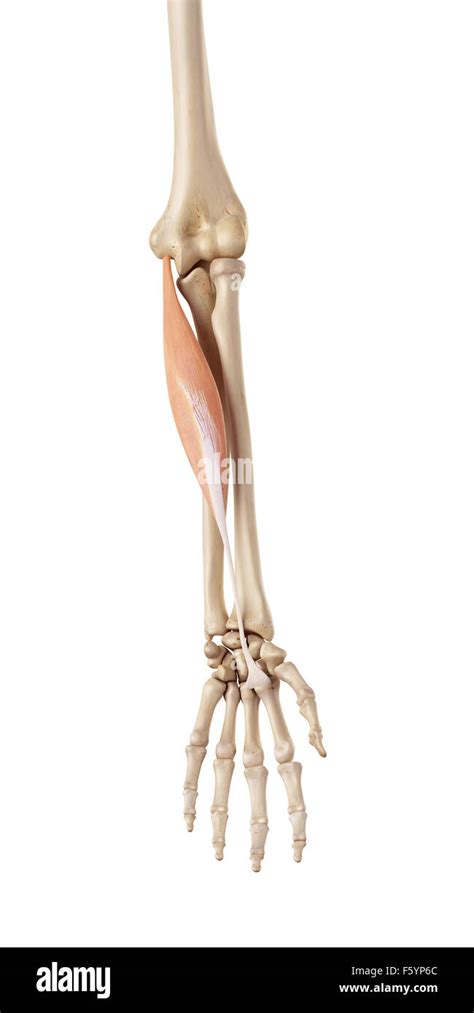 Flexor carpi radialis hi-res stock photography and images - Alamy