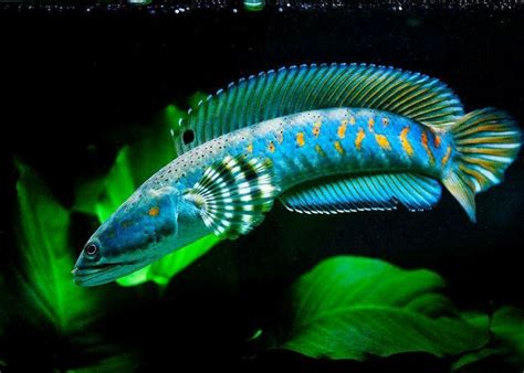 8 best Asian Freshwater Fish Catalog images on Pinterest | Freshwater fish, Aquariums and Fish ...