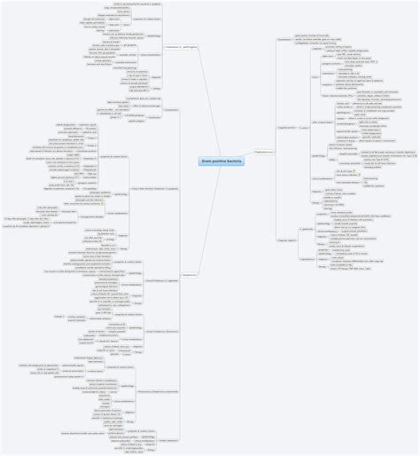 Gram positive bacteria | dawnyface - Xmind