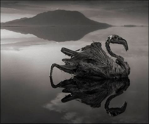 This creepy lake turns animals into calcified statues | Nick brandt ...