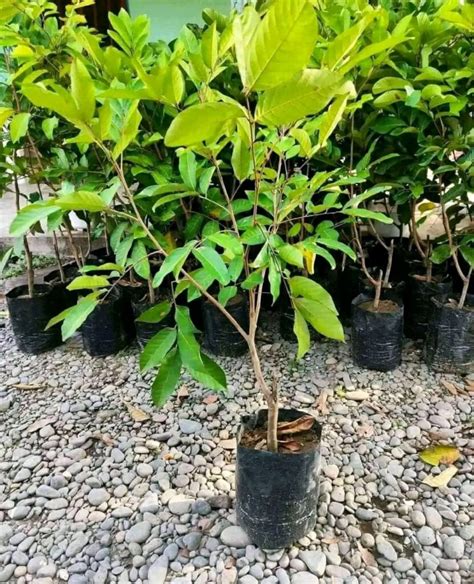 Grafted Rambutan Binjai Fruit Tree - Mekar Nursery