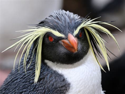 Moseley's Rockhopper Penguin - eBird